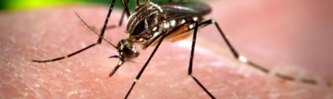 FioCruz confirma novos casos do vírus Zika