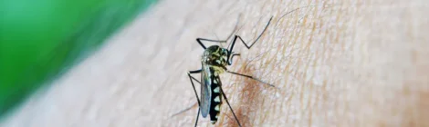 Brasil pode dobrar casos de dengue neste ano em relação a 2023