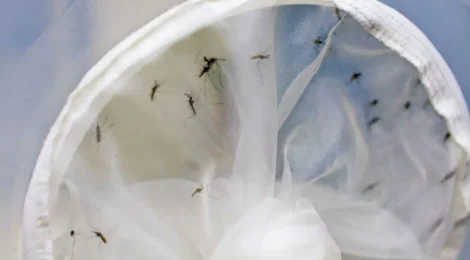 Brasil tem 391 mortes por dengue