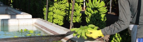 Tecon Salvador faz embarque-teste de banana-prata de MG para exportação