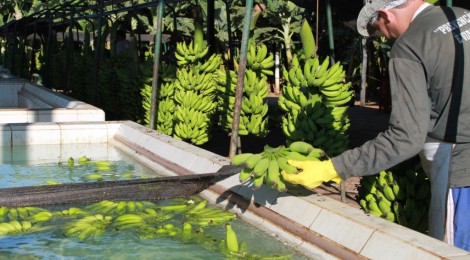 Tecon Salvador faz embarque-teste de banana-prata de MG para exportação