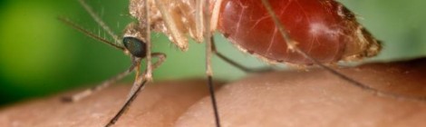 Número de casos de Febre Chikungunya no Brasil aumenta 65% em um mês e meio