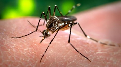 São Paulo vive epidemia de dengue, confirma Secretaria Municipal de Saúde