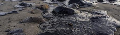 Califórnia decreta estado de emergência após derramamento de óleo