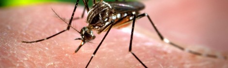 OMS vê risco "muito baixo" de Zika devido a Olimpíadas 2016