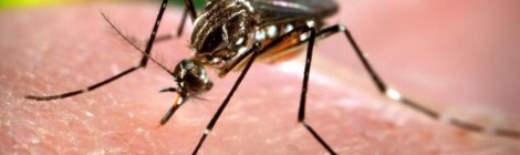 Saúde anuncia centro de emergência para conter epidemia de dengue