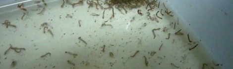 OMS diz que teste de zika pode estar disponível em semanas