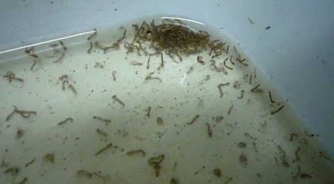 Casos de dengue no Rio aumentam 146,5% em 2016