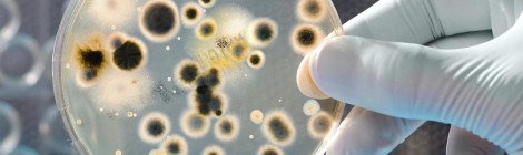 Pesquisadores anunciam ter eliminado HIV em animais com técnica de edição de DNA