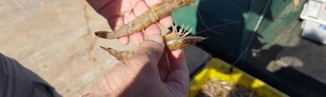 Operação contra pesca ilegal aplica mais de R$ 320 mil em multas