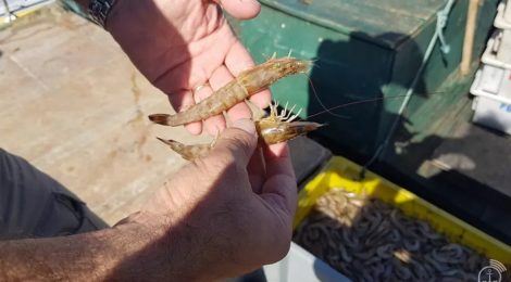 Operação contra pesca ilegal aplica mais de R$ 320 mil em multas