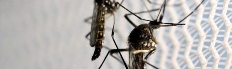 Casos de dengue aumentam 113,7% nos quatro primeiros meses de 2022