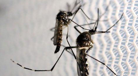Casos de dengue aumentam 113,7% nos quatro primeiros meses de 2022