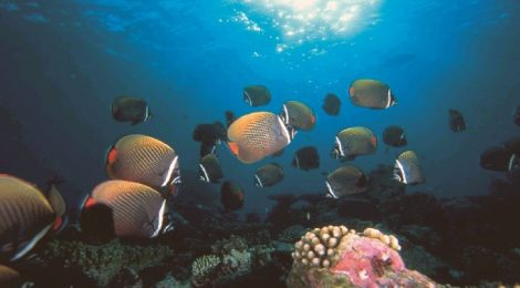 Crise nos oceanos exige conhecimento multissetorial