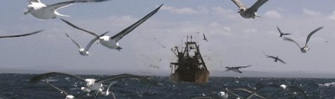 TCU: espécies marinhas ameaçadas de extinção não poderão ser exploradas