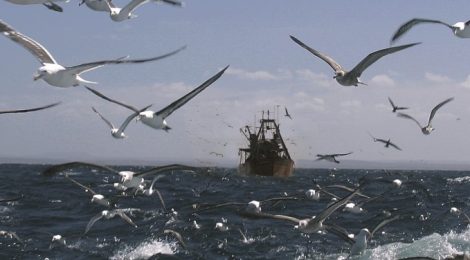 TCU: espécies marinhas ameaçadas de extinção não poderão ser exploradas