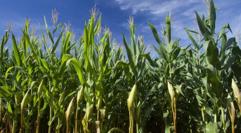 PREÇOS INTERNACIONAIS PUXAM EXPORTAÇÕES RECORDES DE US$ 14 BI EM JULHO