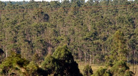 Porto do Açu anuncia projetos em indústria florestal no Rio e no Espírito Santo
