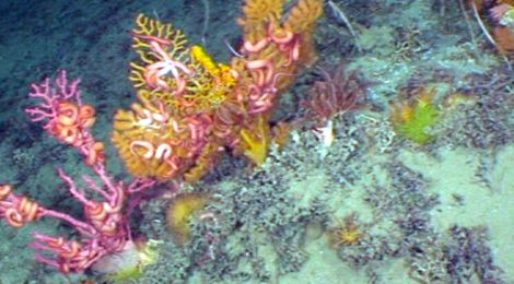 Petrobras quer explorar ainda este ano Foz do Amazonas, mesmo sem novos estudos ambientais