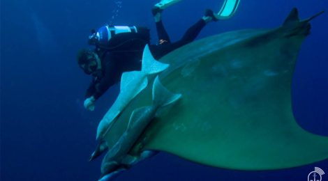 A Amazônia Azul e suas riquezas ambientais