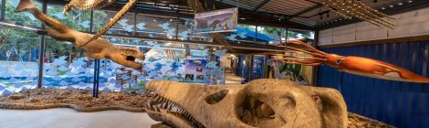 Museu da Vida Marinha é opção de atração turística durante temporada de verão no Litoral Norte de São Paulo