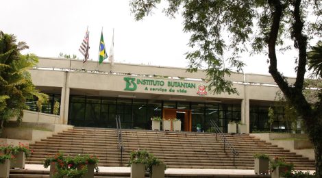 Vacina contra a dengue do Butantan atinge eficácia de 79,6%