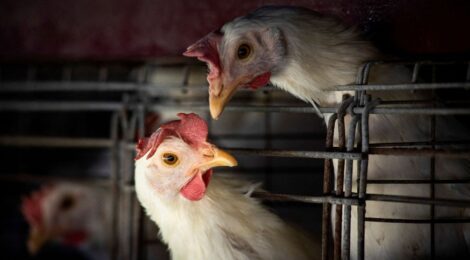 Gripe aviária leva Brasil a decretar emergência zoossanitária