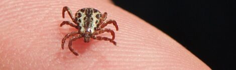 Saúde atualiza para 53 os casos de febre maculosa, com 8 mortes