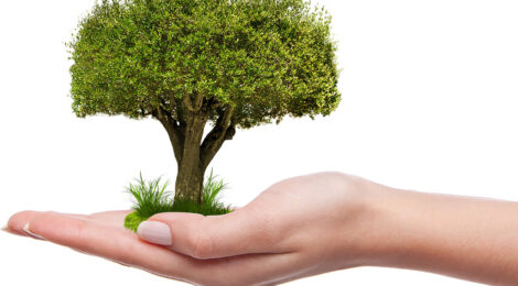 Navalshore 2023 neutralizará a emissão de CO2 com plantio de árvores