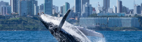 Baleias Jubarte Encantam o Litoral Baiano e Requerem Cuidados na Navegação