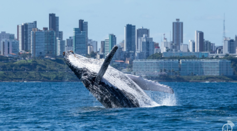 Baleias Jubarte Encantam o Litoral Baiano e Requerem Cuidados na Navegação