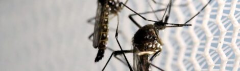Notificações de zika vírus aumentam no país em relação a 2022