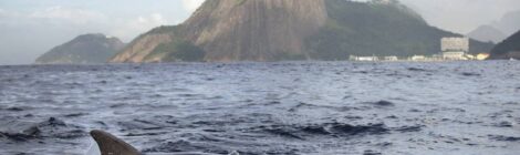 Projeto promete transformar sonho de despoluição da Baía de Guanabara em realidade