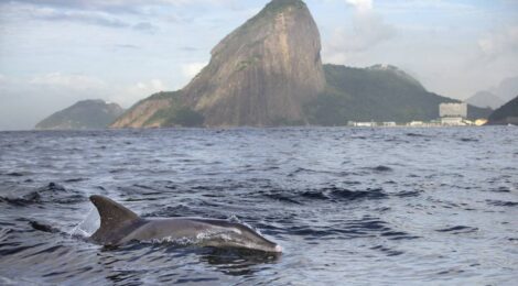 Projeto promete transformar sonho de despoluição da Baía de Guanabara em realidade