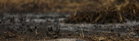 Pantanal e Amazônia enfrentaram piores incêndios em quase 20 anos, aponta observatório europeu