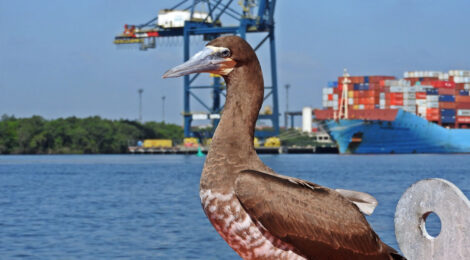Prêmio Ecobrasil recebe o número recorde de 34 inscrições de entidades dos setores de portos, indústria naval e marinha mercante