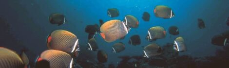 Pesquisadores avaliam que oceanos ultrapassaram marco na acidificação