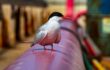 Vast e Petronas lançam projeto para conservação de aves marinhas em terminais