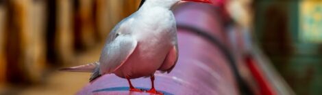 Vast e Petronas lançam projeto para conservação de aves marinhas em terminais
