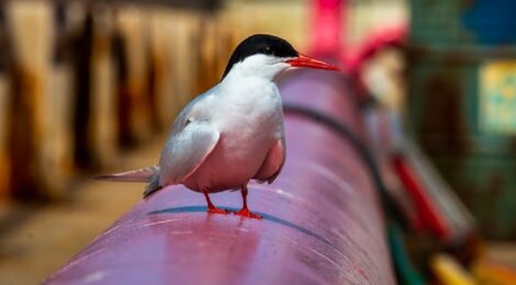 Vast e Petronas lançam projeto para conservação de aves marinhas em terminais
