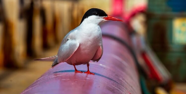 Vast e Petronas lançam projeto para conservação de aves marinhas em terminais